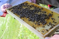 Bienenwabe bei Stockkontrolle