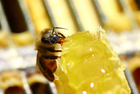 Biene frisst Honig
