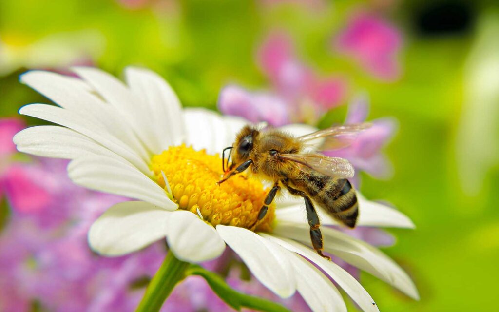 Biene an Margarite - Quelle: Adobe Stock