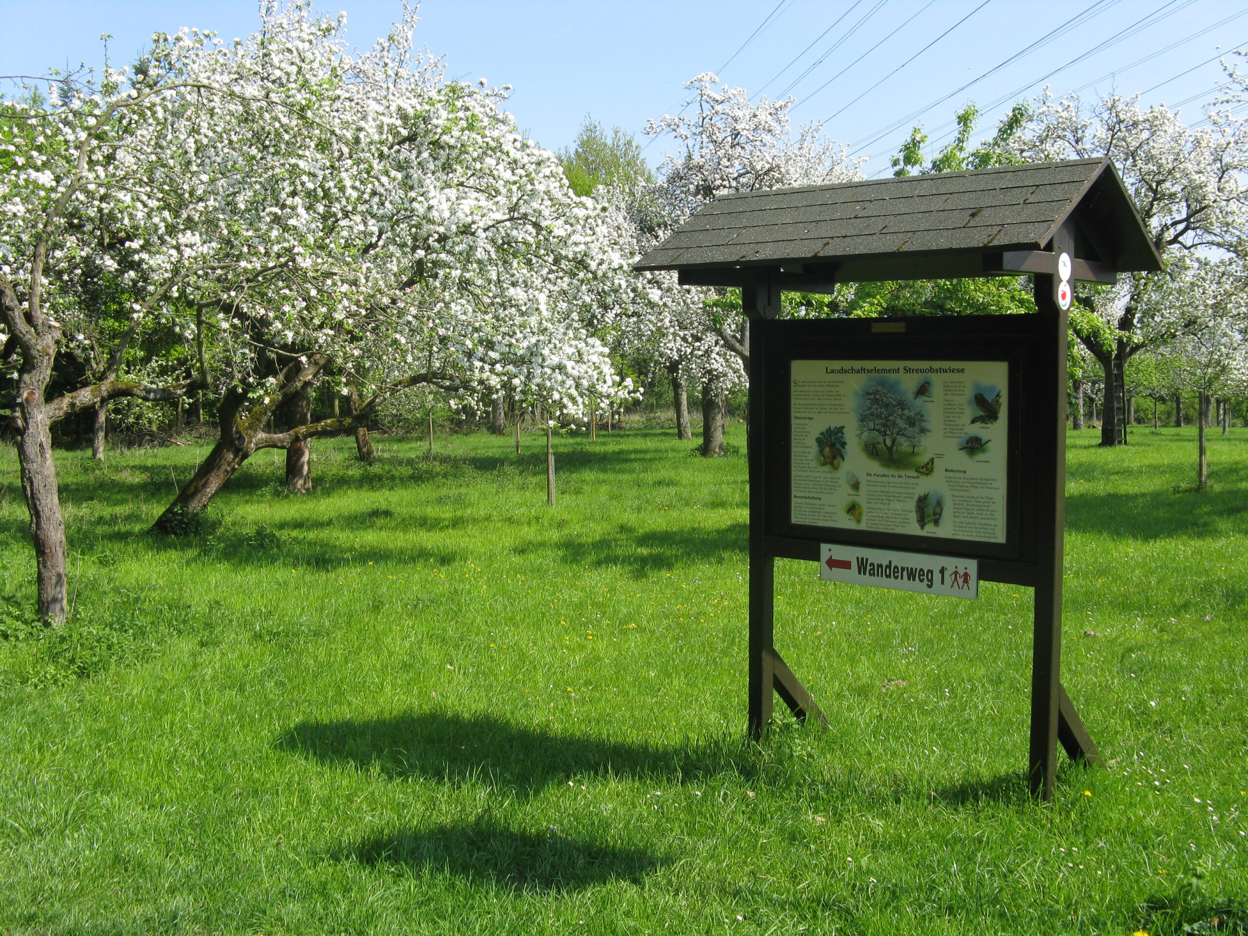 Streuobstwiese am Natura Trail Bad Vilbel