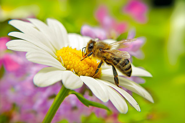 Biene auf einer Blüte - Symbolbild für die Bienenpatenschaft