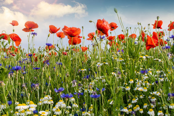 Biene auf einer Blüte - Symbolbild für die Wiesenpatenschaft