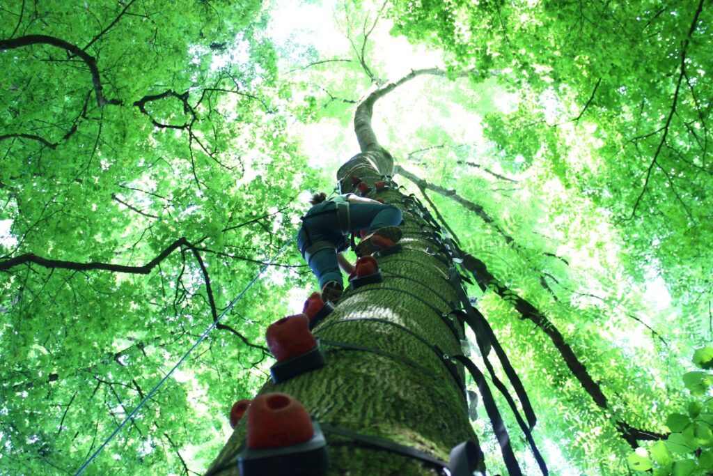Klettern auf einen Baum - Hexenloch