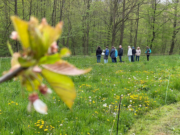Rundgang über die Wiese