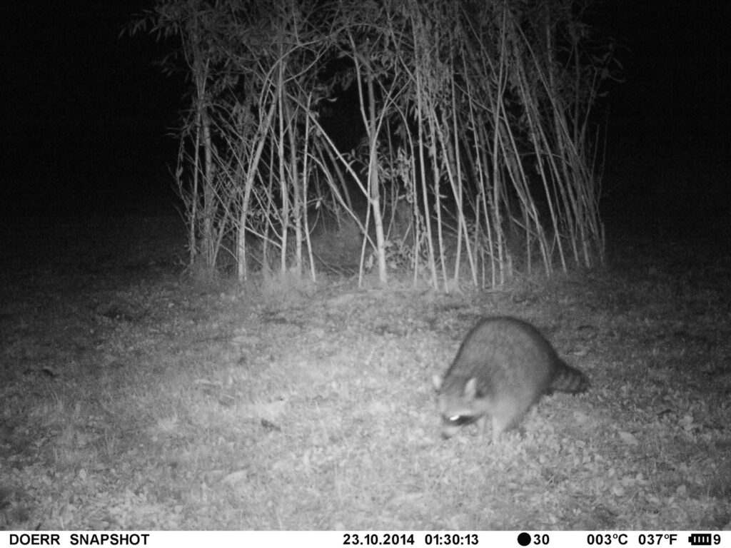 Aufnahme Wildkamera 2014 am NFH Hexenloch