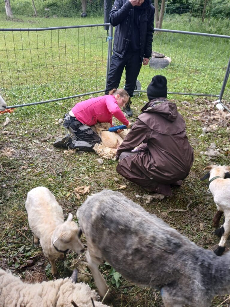 ein Schaf liegt auf dem Boden und wird geschoren