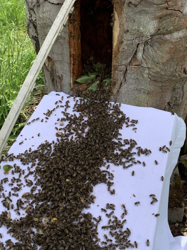 ein Bienenvolk läuft über ein weißes Laken in dei Klotzbeute ein